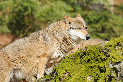 Nationalpark Bayerischer Wald